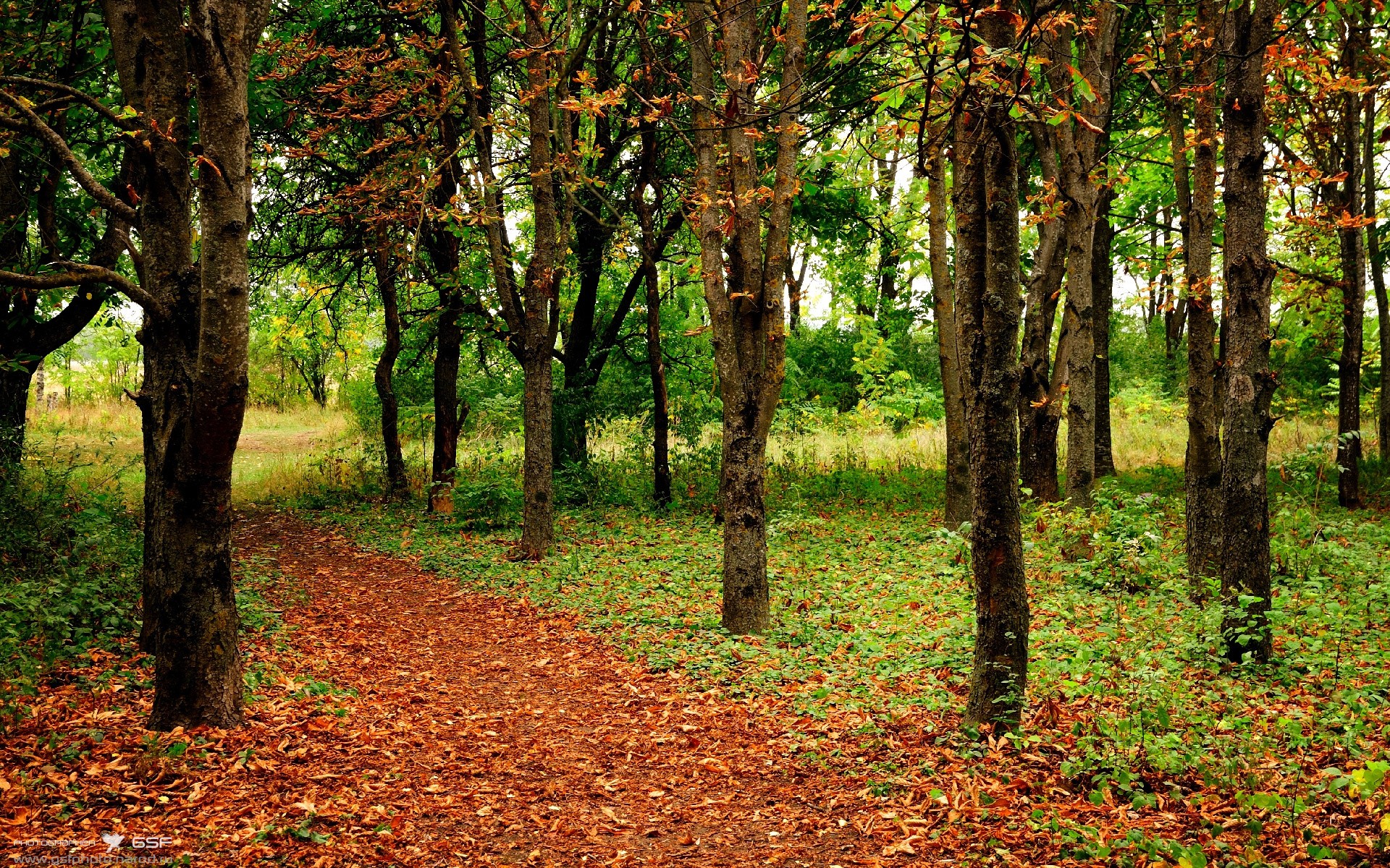 压力铸就传奇,克莱·汤普森的总决赛爆发之夜