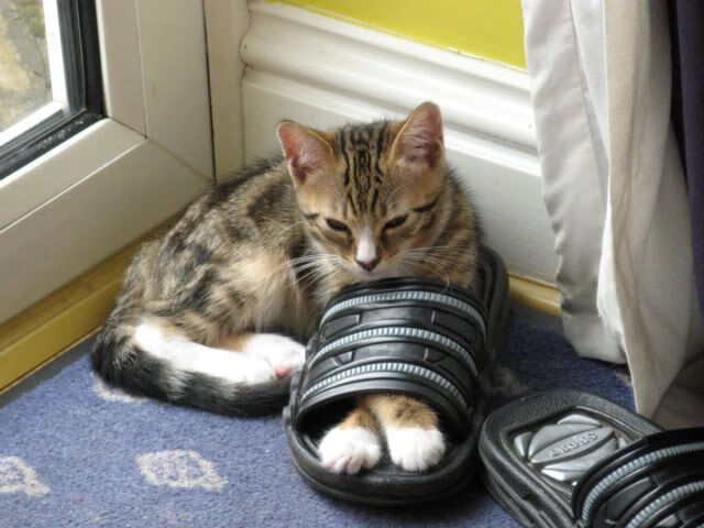 跨越太平洋的篮球宿命，当团队铁壁碾压天赋，个人英雄主义于深夜接管