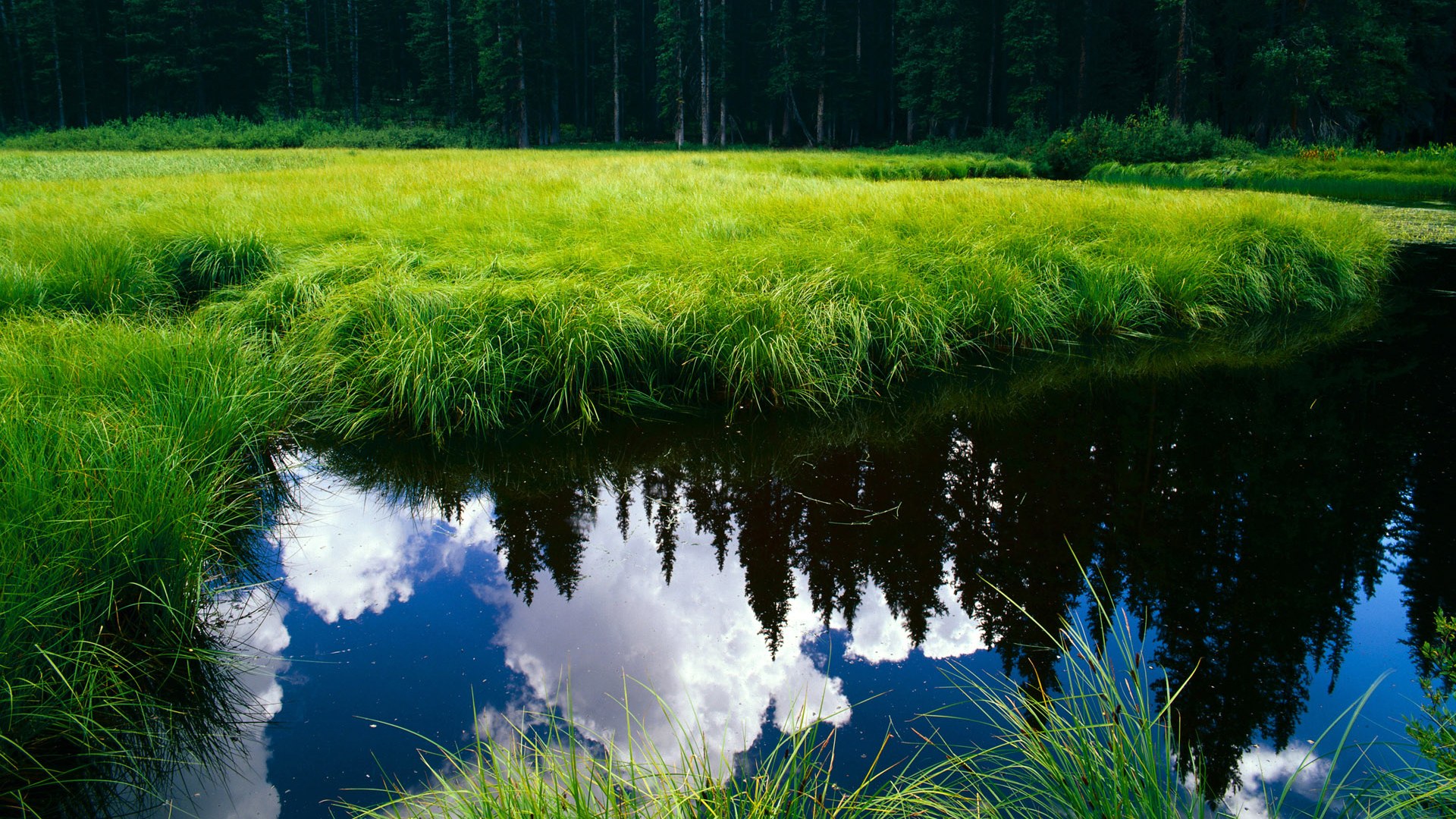 数据幽灵接管赛道,当美国足球的速胜公式成为F1年度争冠的终极算法