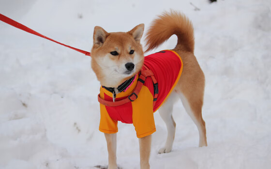 跨界唯一性,森林狼的冠军征程与克莱的F1街道赛统治