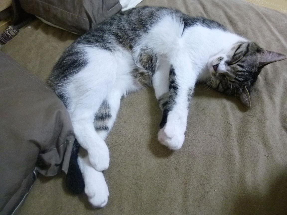 冻土上的热望，乌克兰用足球重写命运的夜晚