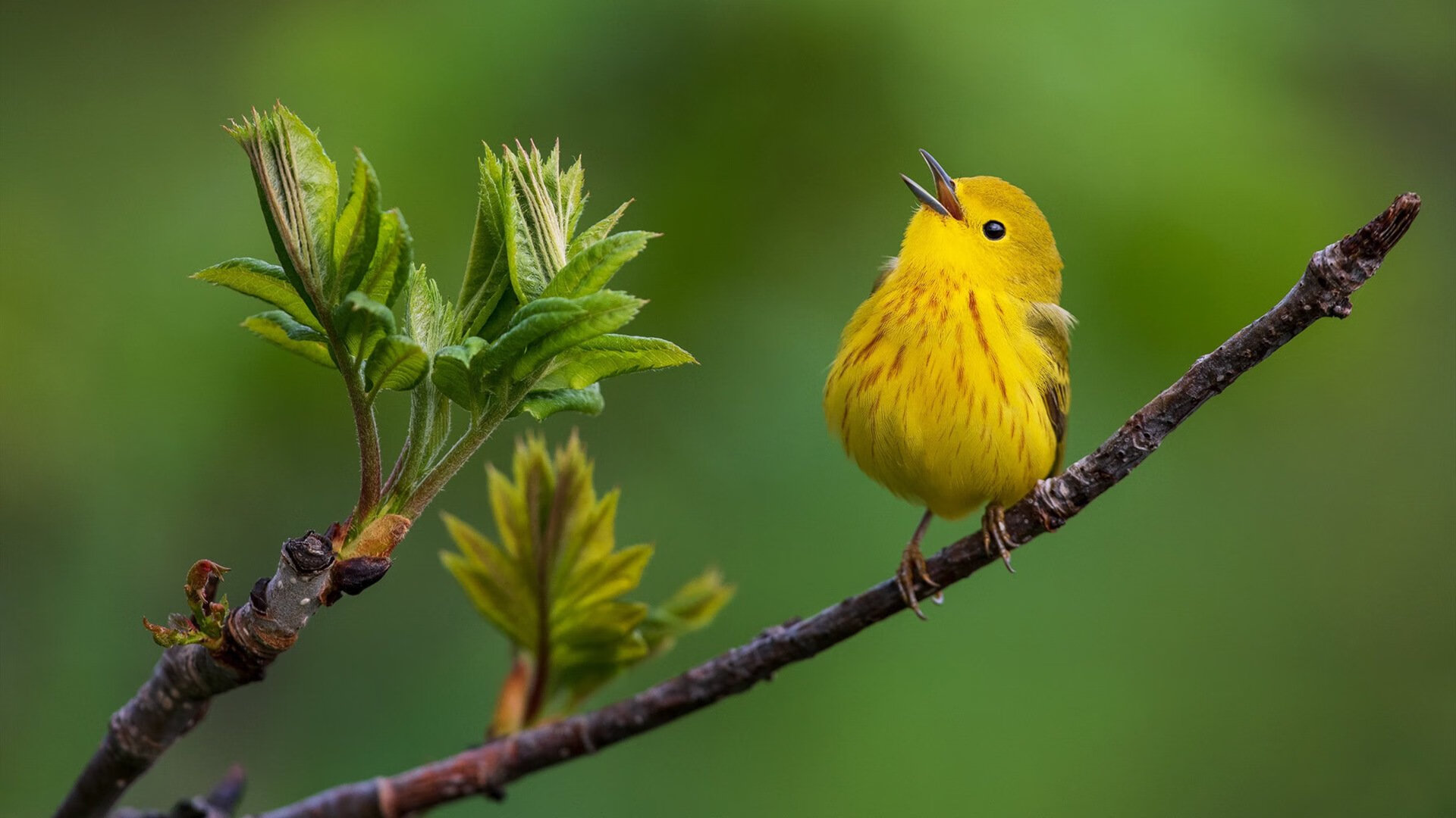 速度与静止的协奏曲，当F1引擎咆哮着，开拓者正带走爵士