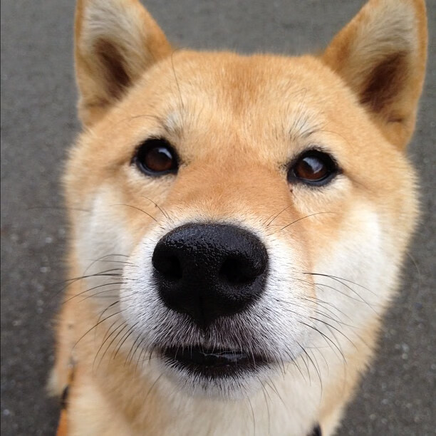 发动机的轰鸣与古文明的战鼓，当F1赛道成为地缘隐喻的战场