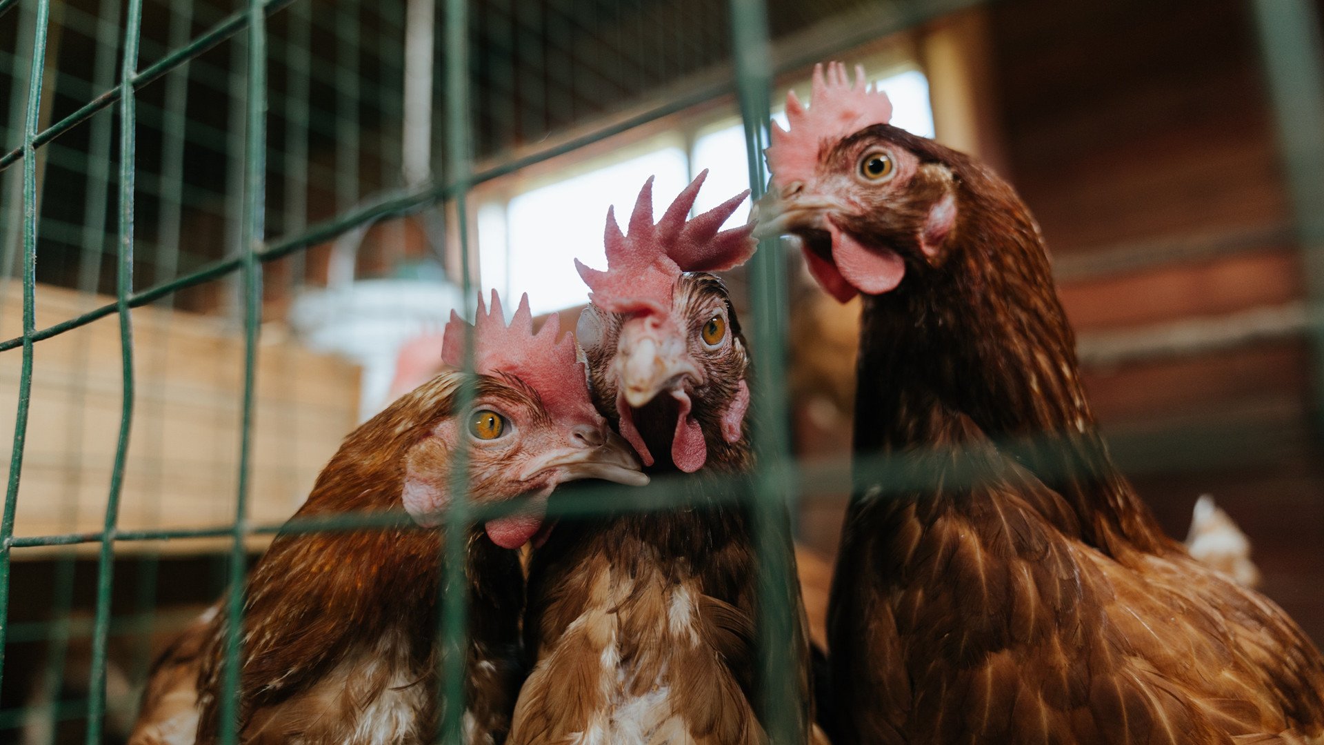 孙兴慜的光与挪威的风，足球版图上两条新的裂痕