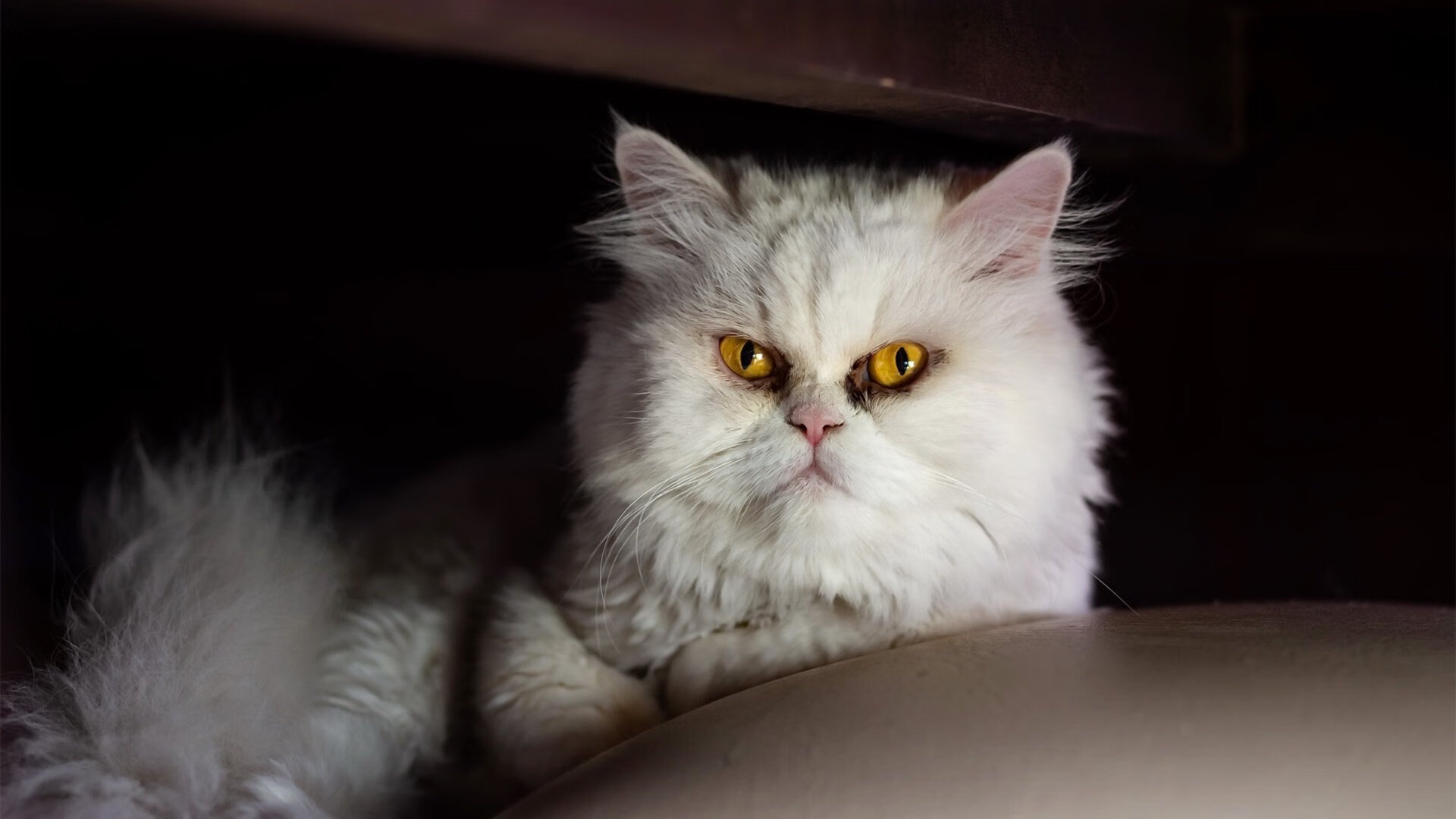 封锁与穿透，穆勒如何成为巴黎铁幕下的关键先生