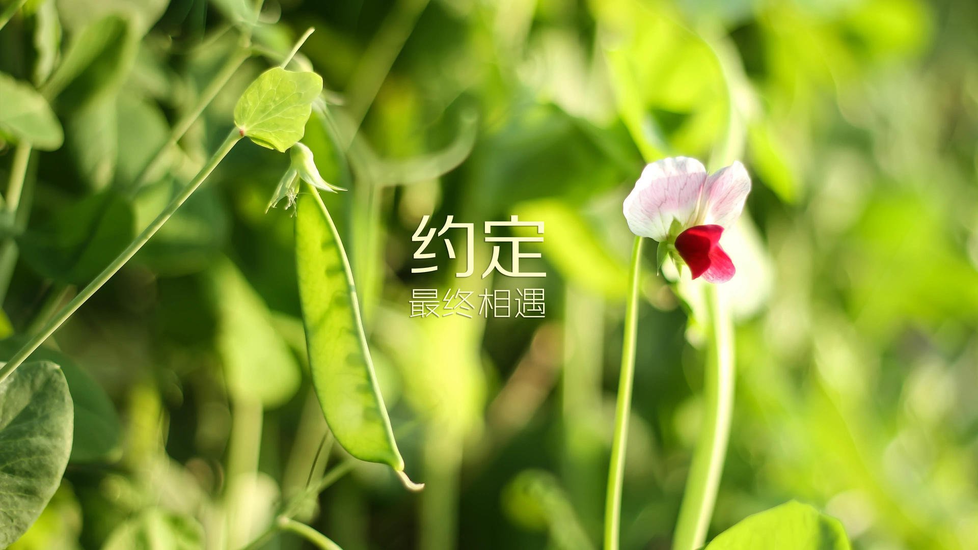 暹罗湾的奇迹,当梅西的脚,为德意志战车指引了通往2026之路